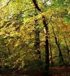 Nouveau produit : Triol d'hydroxypropyltétrahydropyrane (soluble dans l'huile)